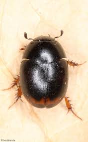 Attēlu rezultāti vaicājumam “Hydrophilidae”