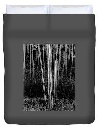 Image result for Ansel Adams Aspens New Mexico