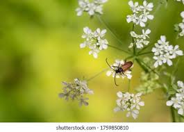 Attēlu rezultāti vaicājumam “Leptura rubra male”