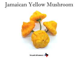 Afbeeldingsresultaat voor yellow mushroom hot pepper