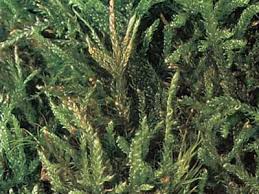 Attēlu rezultāti vaicājumam “Hypnum cupressiforme sporophyte”