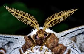 Attēlu rezultāti vaicājumam “Saturnia pavonia”