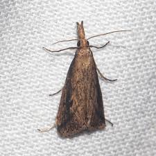 Attēlu rezultāti vaicājumam “Donacaula mucronella”