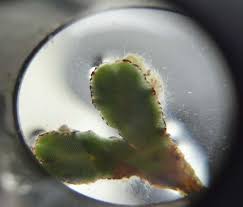 Attēlu rezultāti vaicājumam “Riccia sorocarpa macro”