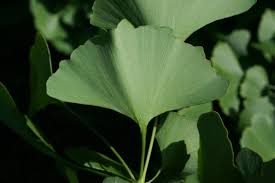 Attēlu rezultāti vaicājumam “Ginkgo biloba”