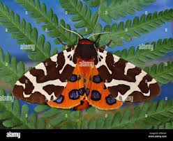 Attēlu rezultāti vaicājumam “Arctia caja imago”