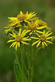 Attēlu rezultāti vaicājumam “Jacobaea paludosa”