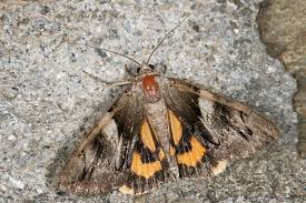 Attēlu rezultāti vaicājumam “Catocala fulminea”