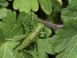 Attēlu rezultāti vaicājumam “Tettigonia viridissima”
