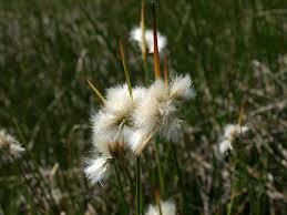 Attēlu rezultāti vaicājumam “Eriophorum angustifolium flower”