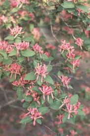 Attēlu rezultāti vaicājumam “Lonicera tatarica flower”
