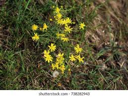 Attēlu rezultāti vaicājumam “Hieracium umbellatum bud”