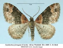Attēlu rezultāti vaicājumam “Xanthorhoe ferrugata”
