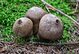 Attēlu rezultāti vaicājumam “Lycoperdon pyriforme sessile”