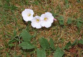 Attēlu rezultāti vaicājumam “Convolvulus arvensis flower”