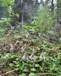 Attēlu rezultāti vaicājumam “Linnaea borealis flower”