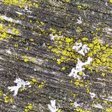 Attēlu rezultāti vaicājumam “Candelariella sp.”