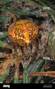 Attēlu rezultāti vaicājumam “Araneus marmoreus”