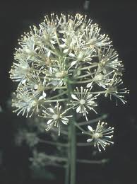 Attēlu rezultāti vaicājumam “Actaea spicata flower”