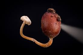 Attēlu rezultāti vaicājumam “Collybia tuberosa”