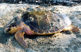 Image result for Caretta caretta