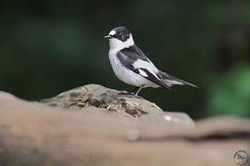 Image result for Ficedula albicollis