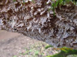 Attēlu rezultāti vaicājumam “Corticium roseum”