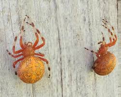 Attēlu rezultāti vaicājumam “Araneus marmoreus”