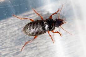 Attēlu rezultāti vaicājumam “Pseudoophonus rufipes”