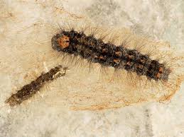 Attēlu rezultāti vaicājumam “Eilema griseola larva”