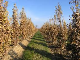 Attēlu rezultāti vaicājumam “Quercus robur Fastigiata”