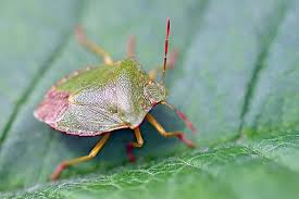 Attēlu rezultāti vaicājumam “Palomena prasina imago”