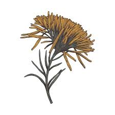 Attēlu rezultāti vaicājumam “Brachytheciastrum velutinum”