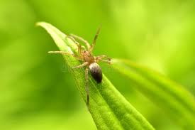 Attēlu rezultāti vaicājumam “Miturgidae”