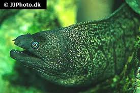 Image result for Muraena helena