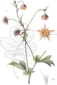 Attēlu rezultāti vaicājumam “Geum x intermedium”