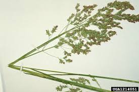 Attēlu rezultāti vaicājumam “Poa pratensis”