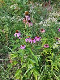 Attēlu rezultāti vaicājumam “Echinacea purpurea leaf”
