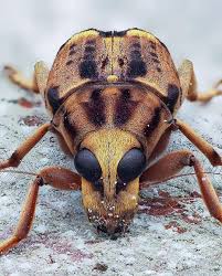 Attēlu rezultāti vaicājumam “Anthribidae”