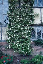 Attēlu rezultāti vaicājumam “Actinidia kolomikta”