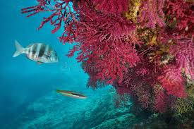 Image result for Diplodus cervinus