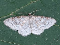 Attēlu rezultāti vaicājumam “Hydrelia sylvata”