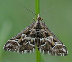 Attēlu rezultāti vaicājumam “Diasemia reticularis”