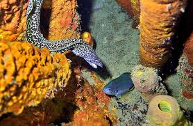 Image result for Gymnothorax moringa