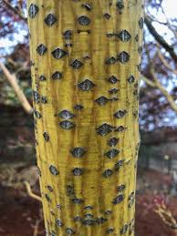 Attēlu rezultāti vaicājumam “Acer rufinerve”