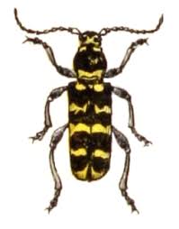 Attēlu rezultāti vaicājumam “Plagionotus detritus imago”