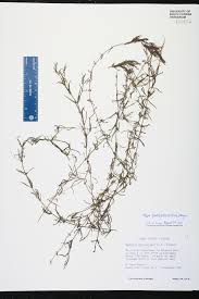 Attēlu rezultāti vaicājumam “Najas flexilis”