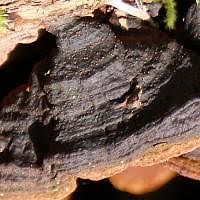 Attēlu rezultāti vaicājumam “Hymenochaete rubiginosa”