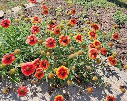 Image result for Gaillardia pulchella