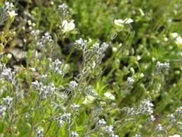 Attēlu rezultāti vaicājumam “Myosotis micrantha”